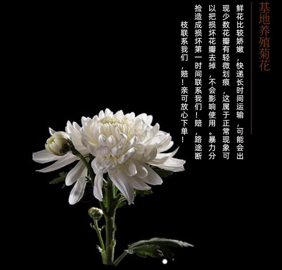 鲜花白菊花扫墓祭祀清明节冬至祭奠祭祀扫祭用花上坟用品祭祀花 白色