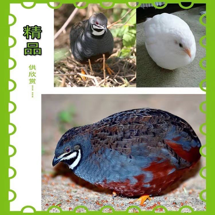 工匠头德国变异芦丁鸡纯白蓝胸派特红胸活体下蛋观赏鸟宠物鸟包活
