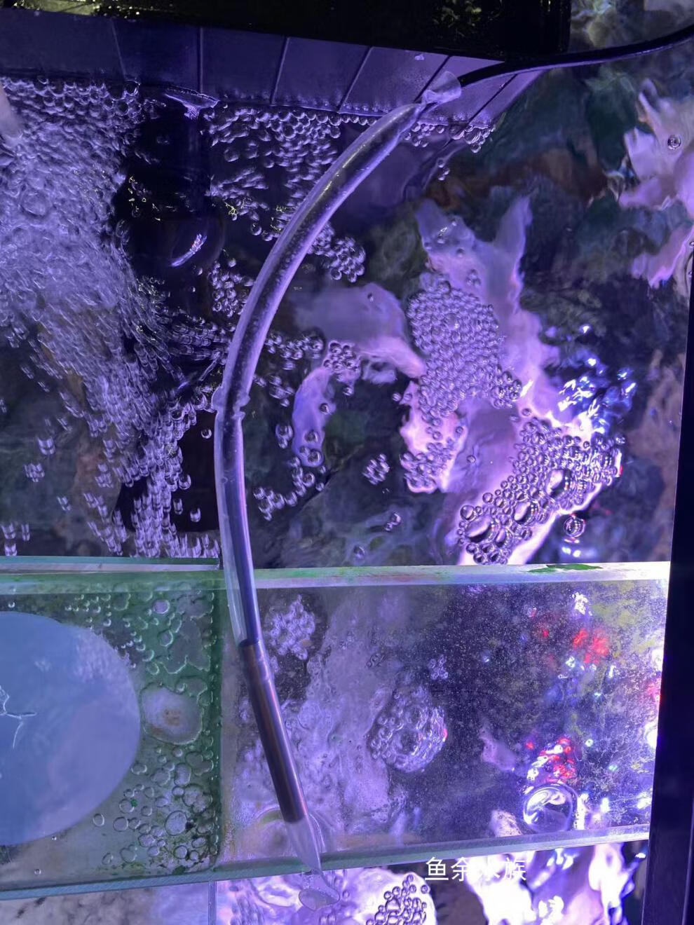 简梓 可丽爱鱼缸配件 可丽爱鱼缸水族箱配件感温探头温度传感器 温度
