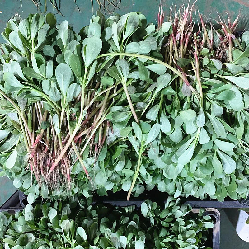 马齿苋菜新鲜嫩野菜带根马齿菜马蜂菜蚂蚁菜马齿笕长寿菜4斤1500g