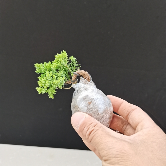 新西兰微型小品盆景拇指盆景珍珠地柏小盆景珍珠地柏小盆栽植物 小