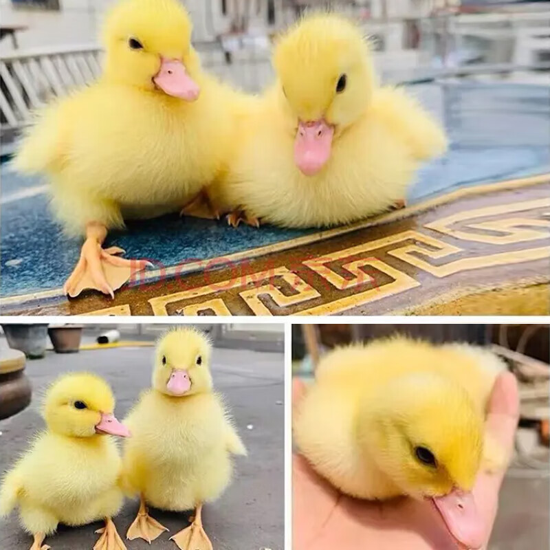 小鸭子活体小黄鸭活物正宗纯种柯达鸭苗鸭子活的白鸭网红宠物包活可达