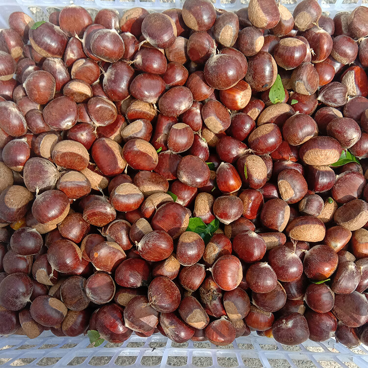 芬岚 顺丰 承德特产新鲜板栗4斤装现摘小毛栗子甜糯生油板栗新货 8斤