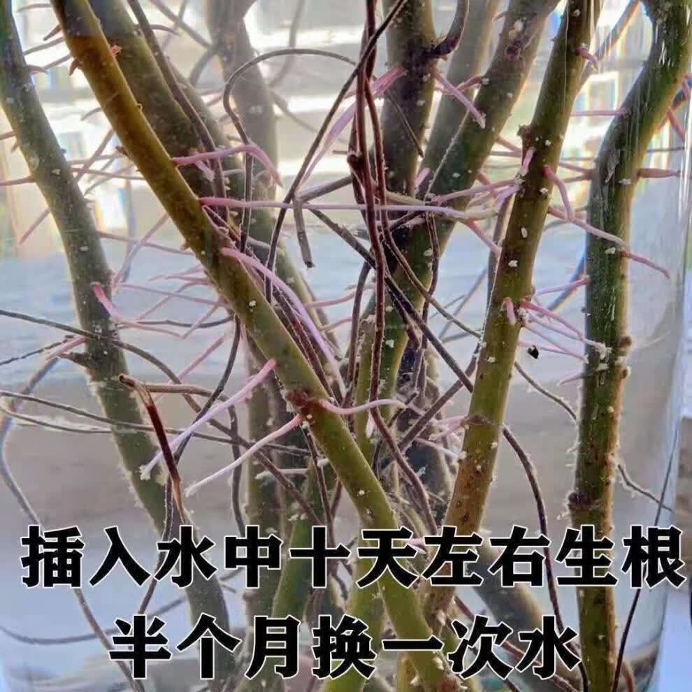 772b3cf0ba95e12a.jpg