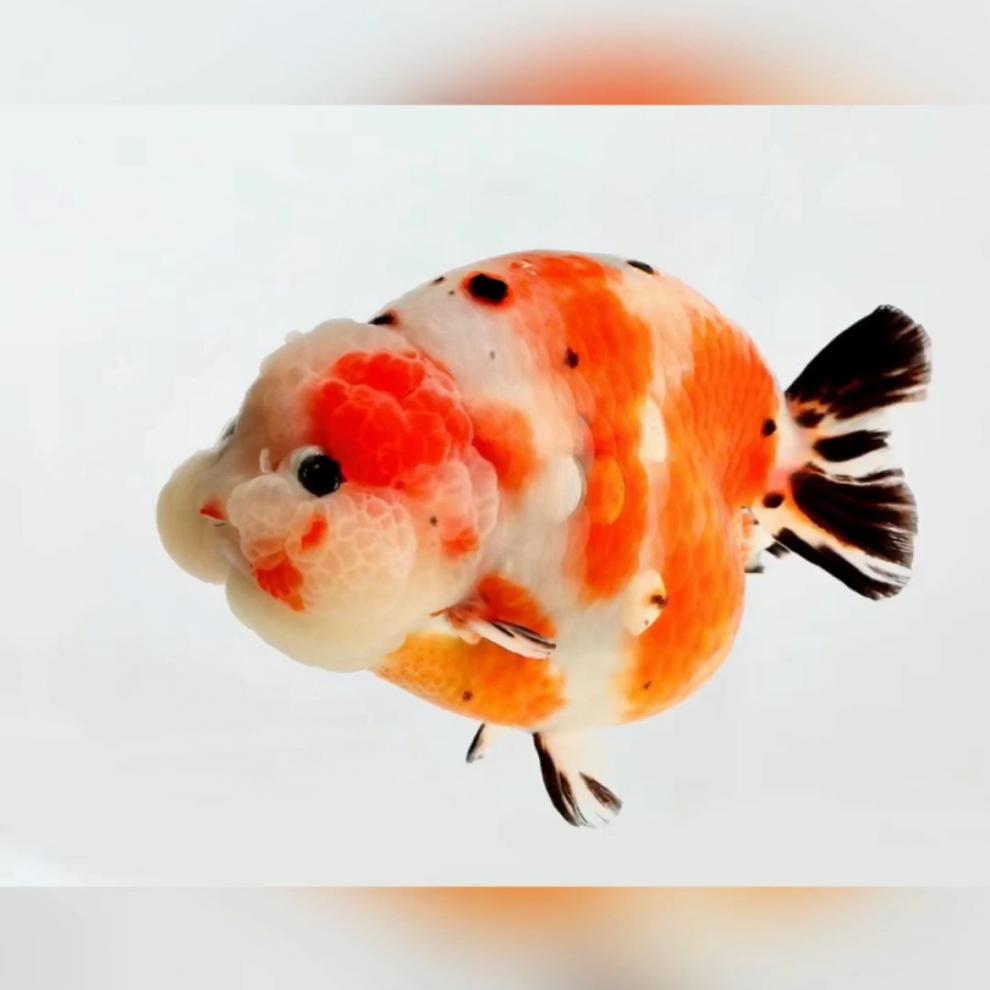 水墨玉兔虎皮重墨红白寿活体观赏鱼宠物鱼 留养11-13cm玉兔兰寿【图片