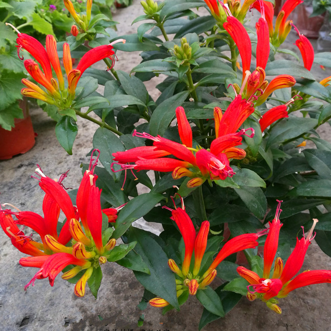 凤凰还巢又名红鲸鱼火凤凰金鱼花庭院阳台盆栽植物带花满额 火凤凰