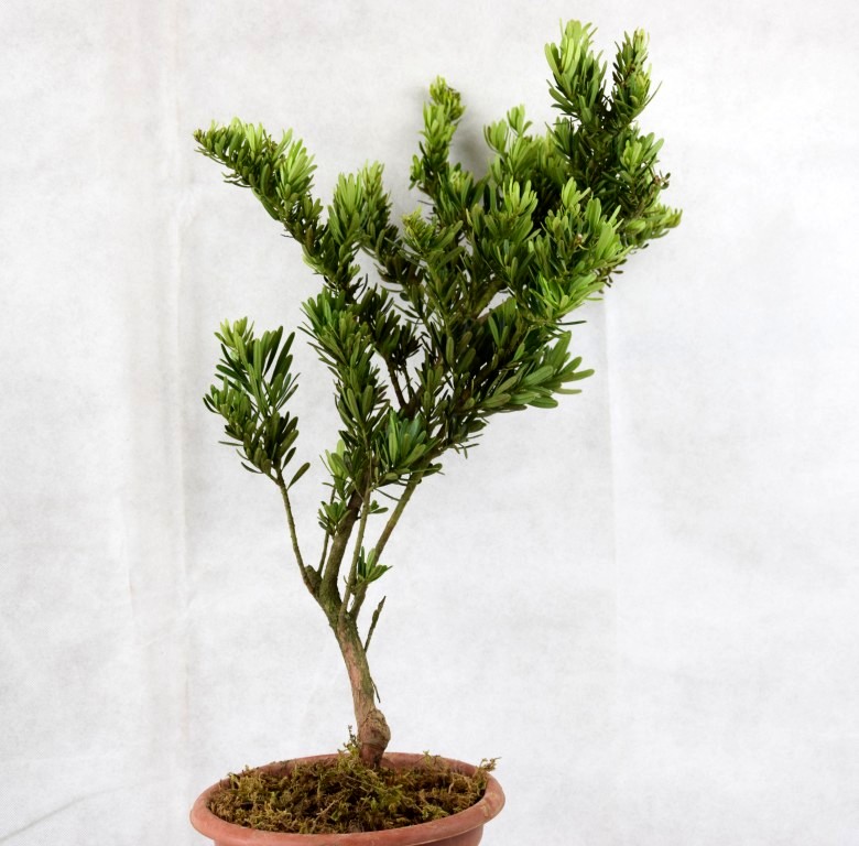 金钻罗汉松树苗 菊花芯红芽珍珠金丝红四季红 黑珍珠四季常青绿植