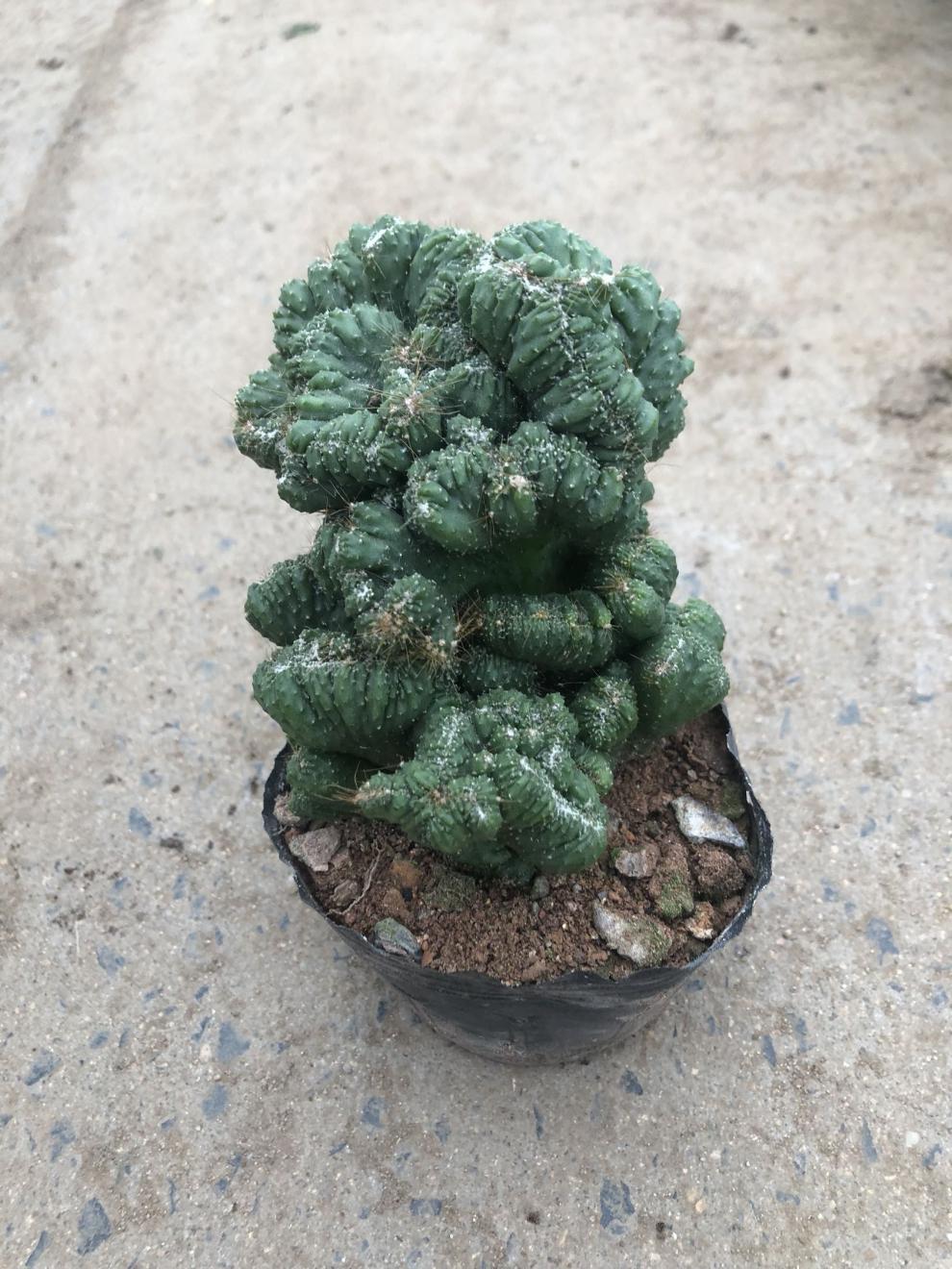 仙人山虎头罗汉山影拳 仙人掌类沙生多肉植物 虎头山影 盆栽花卉 虎头