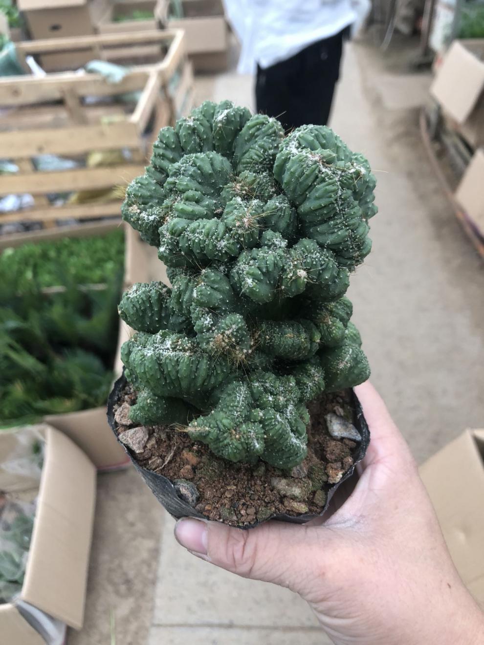 仙人山虎头罗汉山影拳 仙人掌类沙生多肉植物 虎头山影 盆栽花卉 虎头