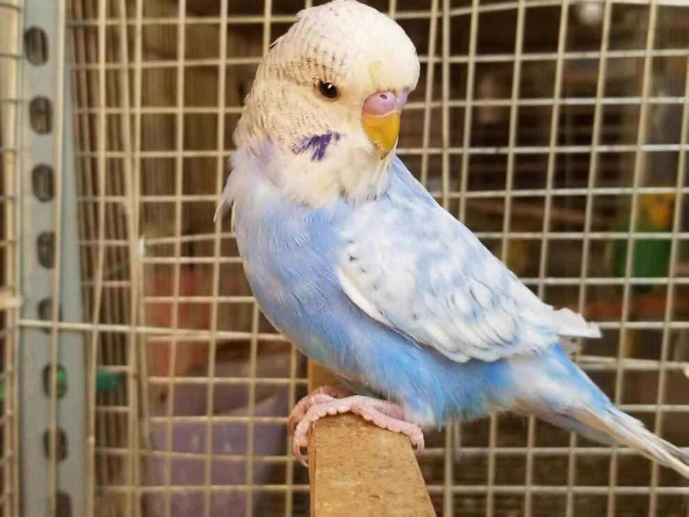 工匠头大头虎皮鹦鹉活体鸟说话鸟观赏宠物鸟雏鸟可下蛋繁殖娇凤玄凤