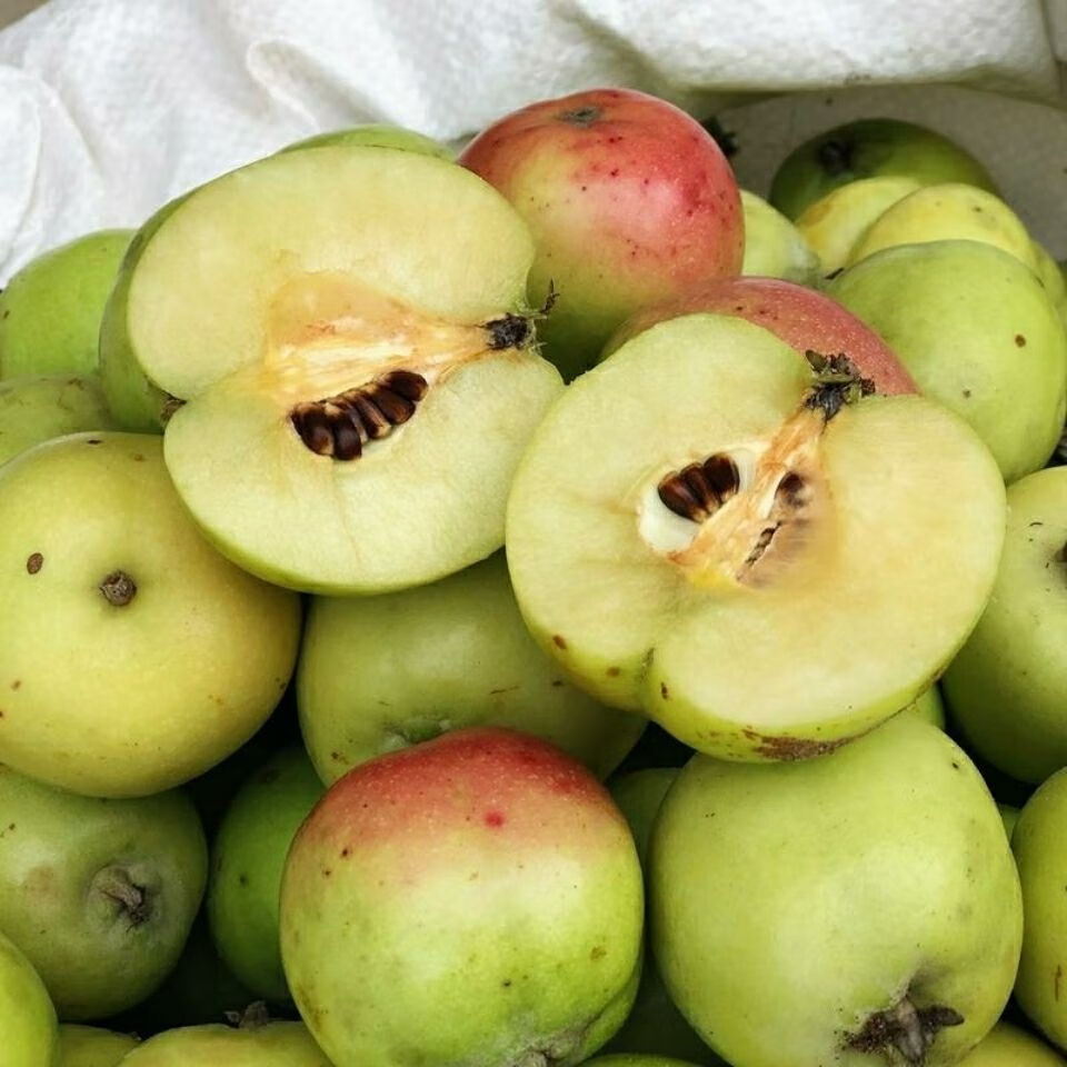 酸多依果云南澜沧酸多依果新鲜渣子果酸味水果泡多依酸果260克八个果