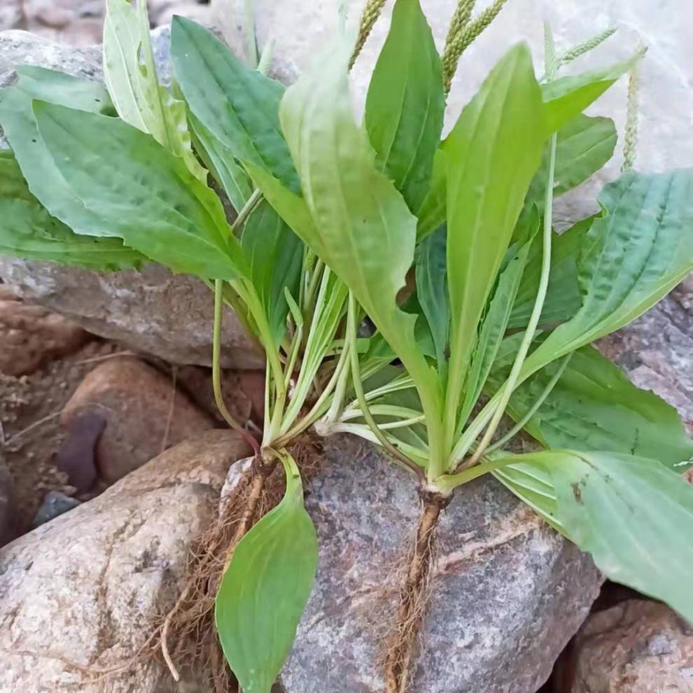 新鲜车前草天然山野车前草茶干品新货整颗带根中药材批农家 1斤新鲜