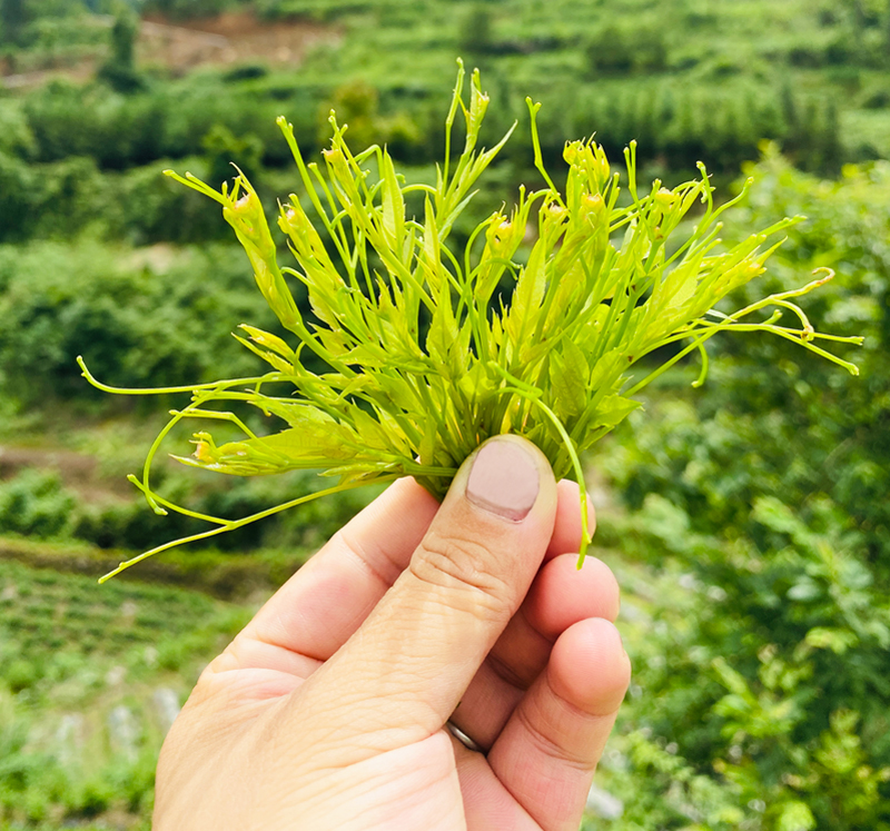 手工莓茶张家界霉茶芽尖土家嫩芽茅岩霉茶龙须青安莓茶250g【图片