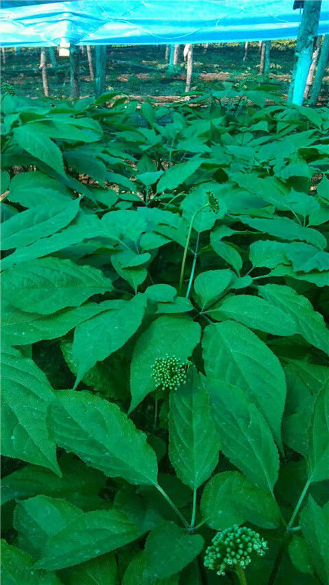 人参花西洋参花810年长白山人参花人参花蕾足干瓶装人参花100克1瓶装