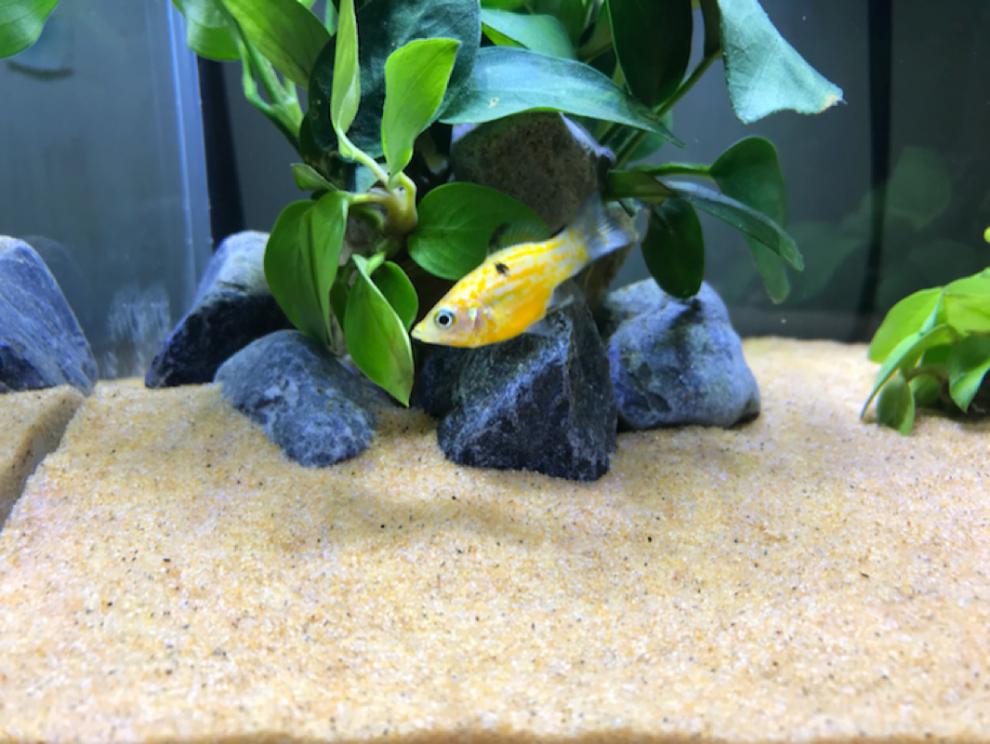 细沙黄金沙三湖南美缸鼠鱼底砂鱼缸造景底沙河沙黄色细沙化妆沙水草砂