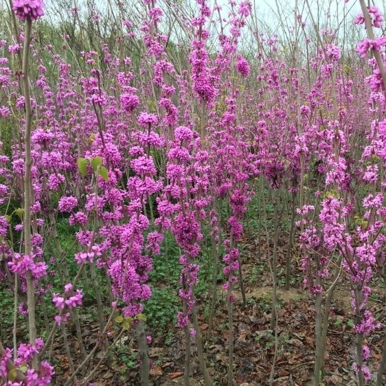 畷园绿化苗木紫荆苗满条红花苗紫荆小苗紫荆树苗紫荆花苗庭院别墅植物