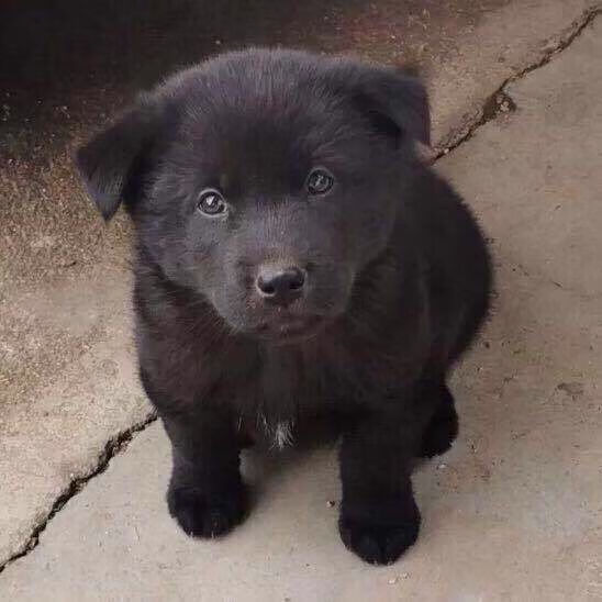 小土狗看家狗農村狗狗活物大型犬四眼狗仔狼狗幼崽中華