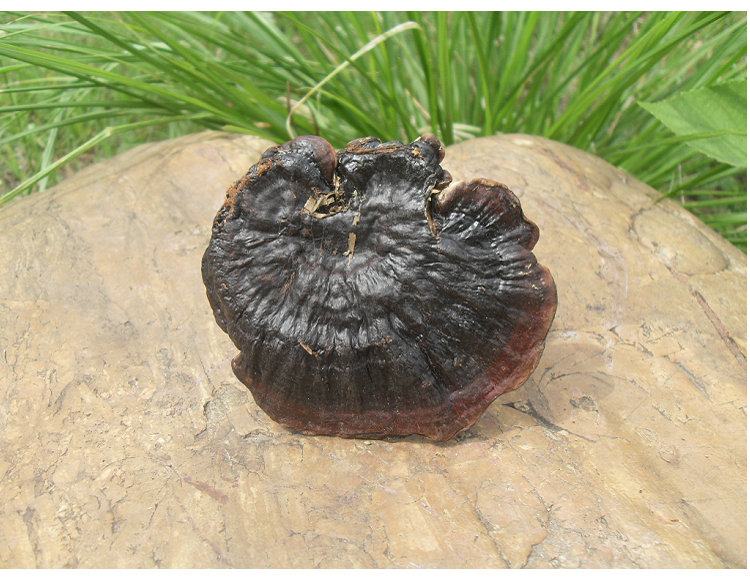 纯野生紫灵芝 野生大黑芝深山灵芝菌整枝林芝可切片墨粉250克不苦