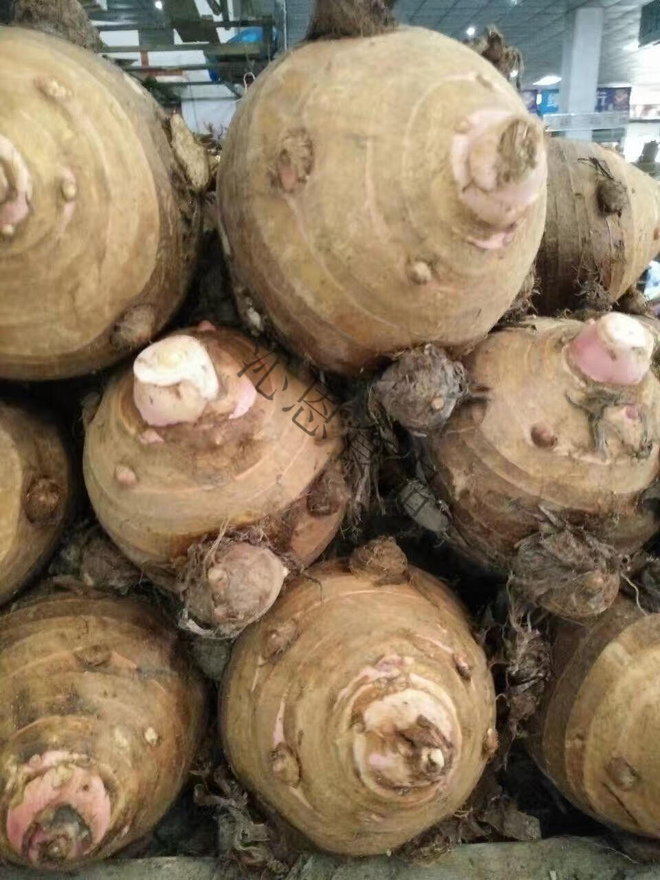 宁波特产奉化芋头溪口香芋非荔浦槟榔芋里山人 5斤40-60个精品芋艿子