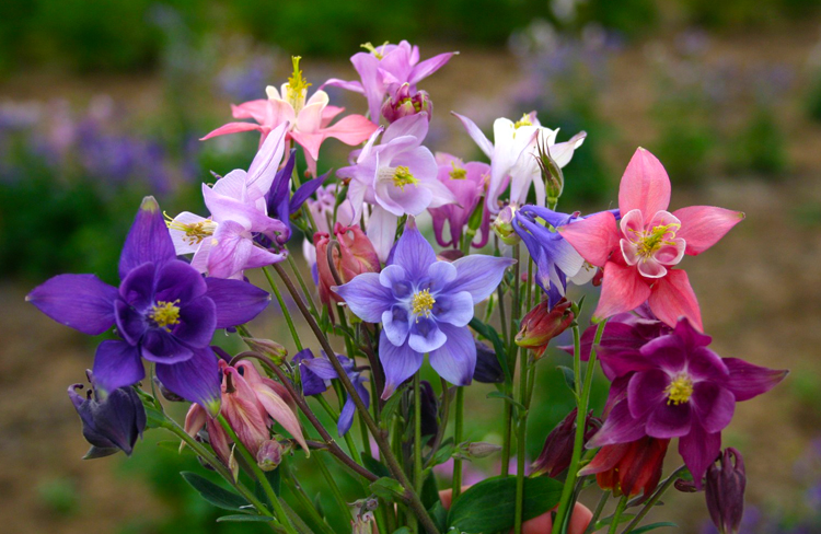 多年生重瓣耧斗菜花苗花种子苗四季种开花秋季秋天室内阳台庭院 单瓣