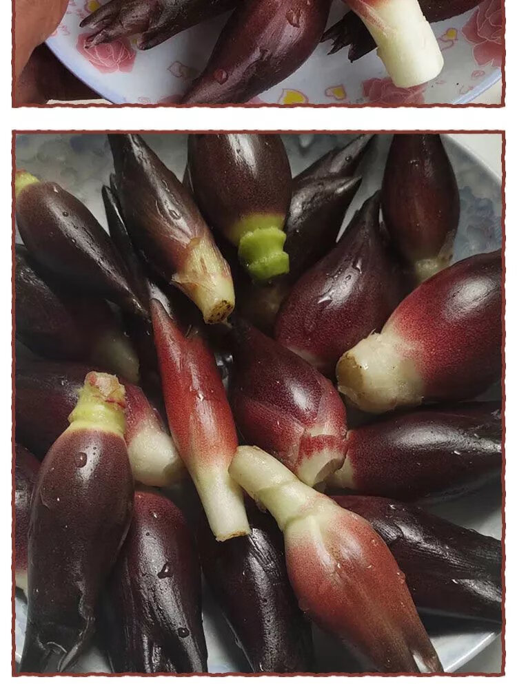 晨臻 新鲜阳荷姜 阳霍洋火洋货时令蔬菜茗荷现货速发贵州特产阳荷姜 3