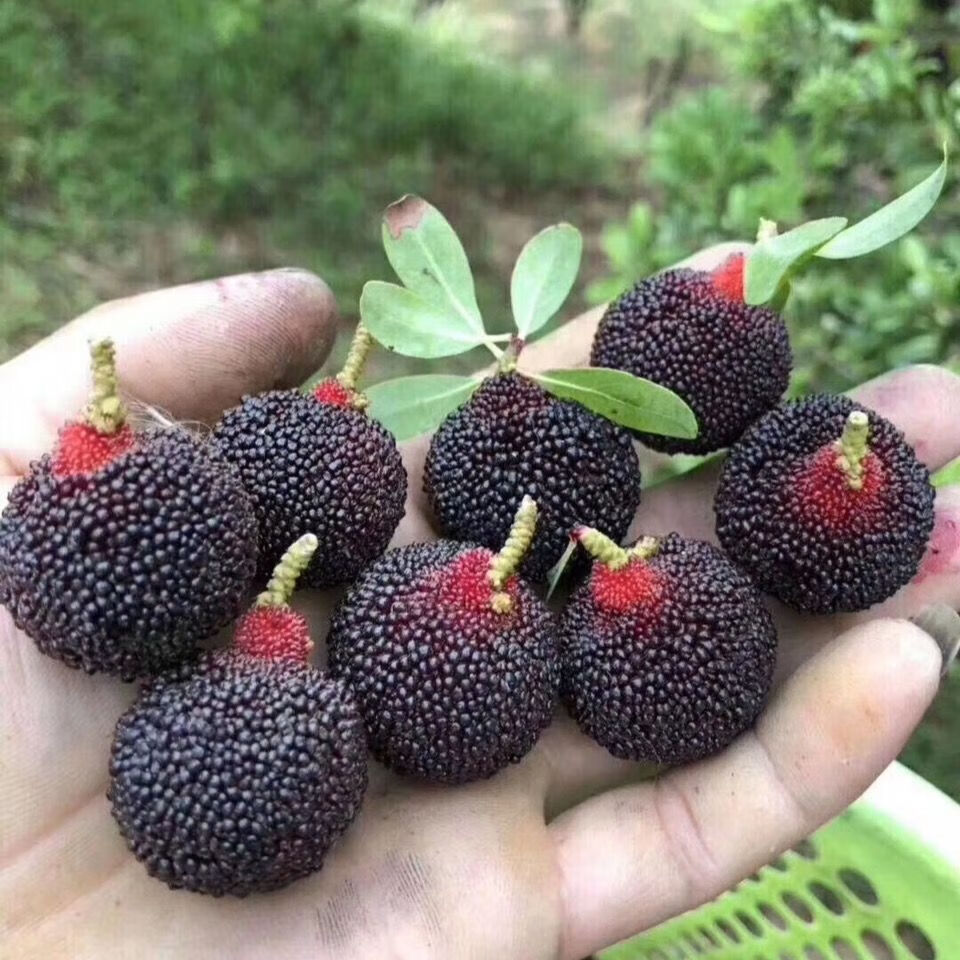 顺丰乌酥杨梅正宗潮阳金灶酥核广东应季新鲜孕妇水果现摘现发6盒共210