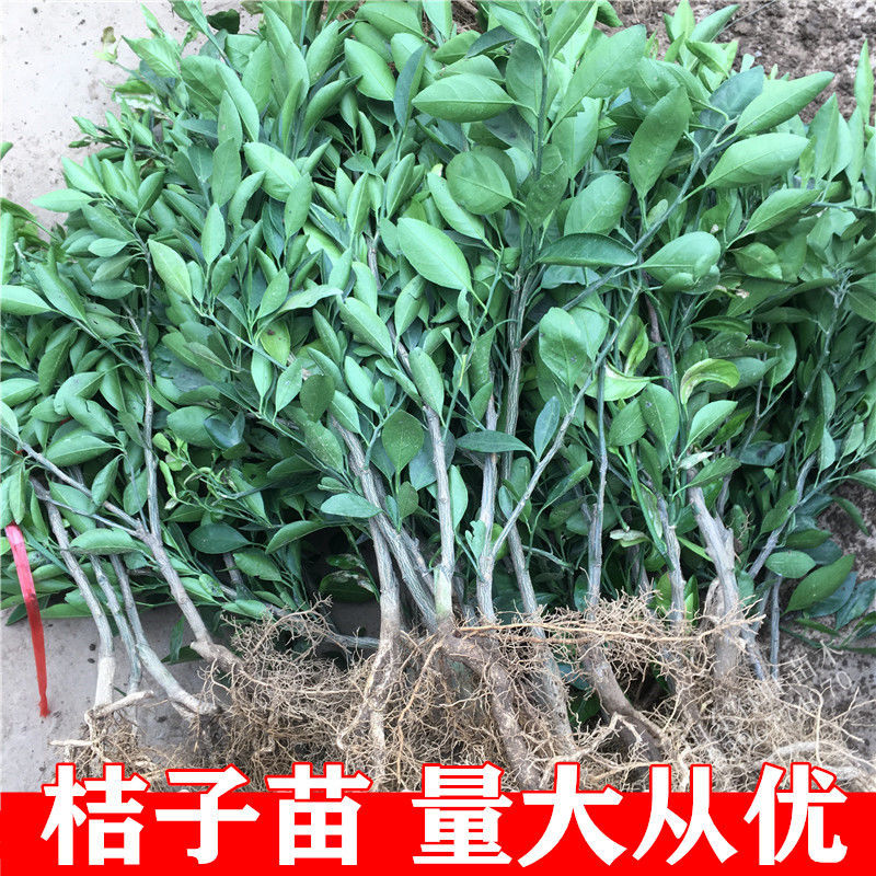 特早熟由良蜜桔苗橘子树苗南北盆栽地栽嫁接柑桔果树果苗当年结果 四