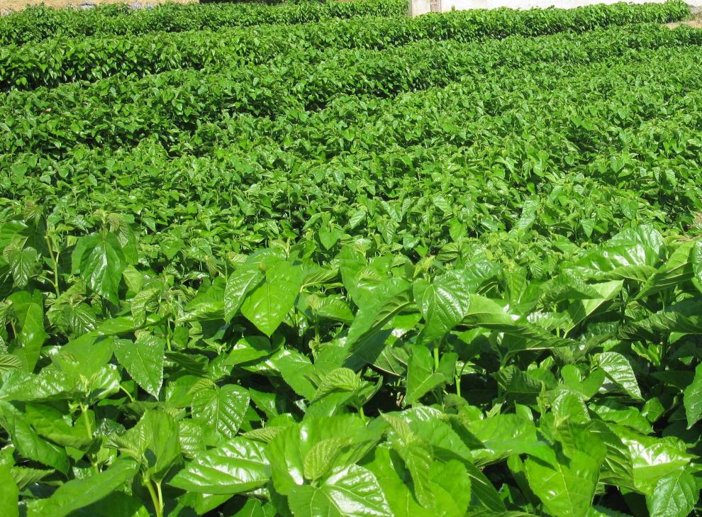 大叶蚕桑种子 强桑一号 桂桑 农桑 特优2号籽 养蚕喂蚕桑叶树种子 新