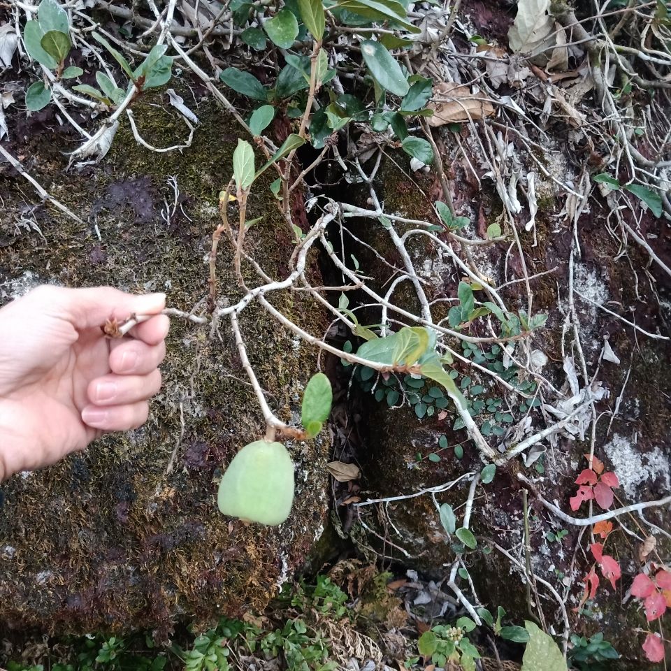 野生石壁薜荔藤奶母果鬼球木馒头木莲果薜荔果奶母果霹雳鬼球500g