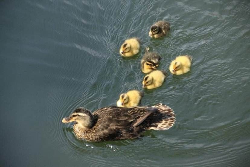 番鸭种蛋绿壳麻鸭种蛋可食用可孵化黑白花鸭蛋非洲雁种蛋10枚番鸭种蛋