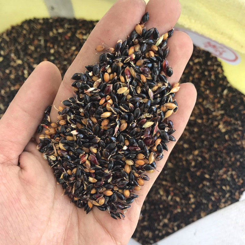 苏丹草种子 高丹草草籽 牧草种子 鱼草种籽 四季养殖牛羊猪畜牧草 量