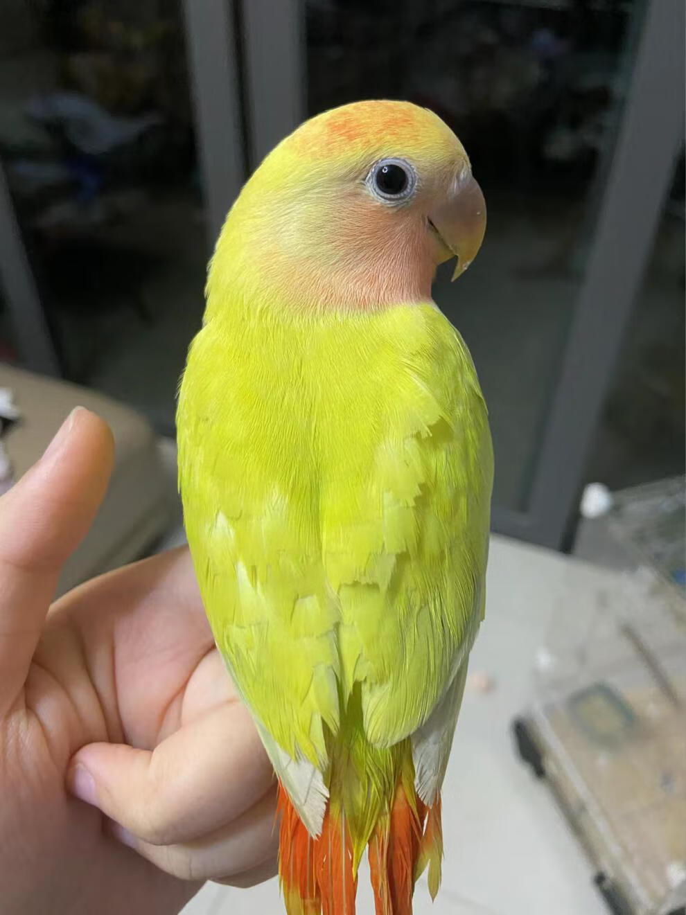 cmcm手养牡丹鹦鹉活鸟雏鸟高纯紫罗兰幼小鸟会说话宠物亲人好喂养 红