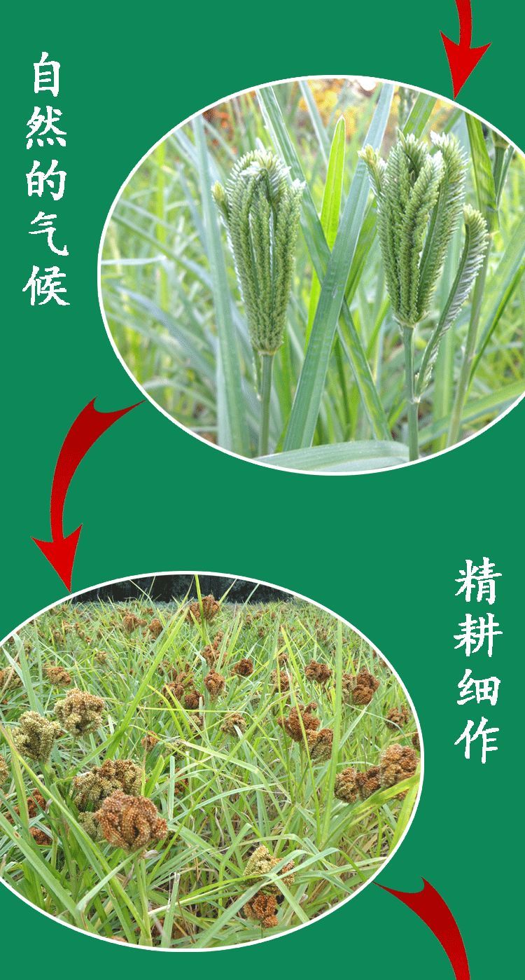 广西特产新鲜陈粟米粟粉龙爪粟鸭脚粟拳头粟粄狗尾粟䅟粑五谷杂粮1斤