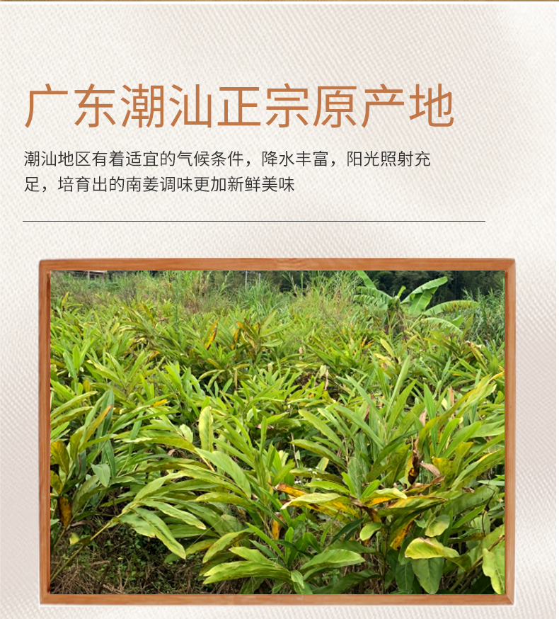 汕头发货潮汕南姜新鲜5斤装 精选野生南姜牛肉火锅去