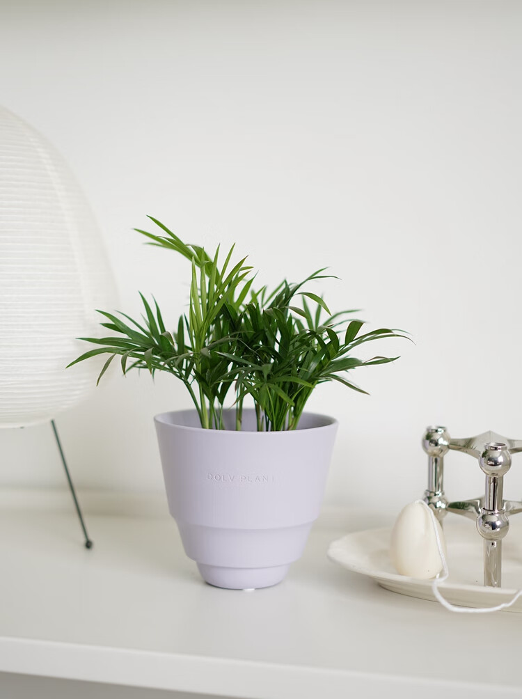 秋颖 迷你小椰子树 袖珍椰子 夏威夷风室内耐阴植物桌面盆栽 袖珍椰子