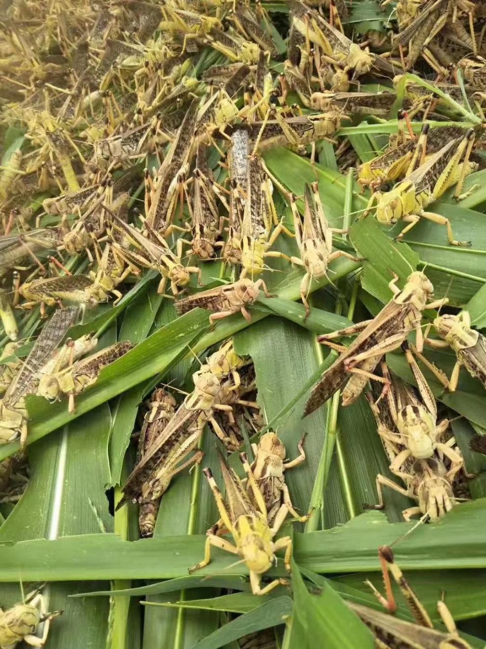 活体蝗虫活体蚂蚱活体蚱蜢 画眉鸟宠物食用活虫 活体发货 纯母半斤