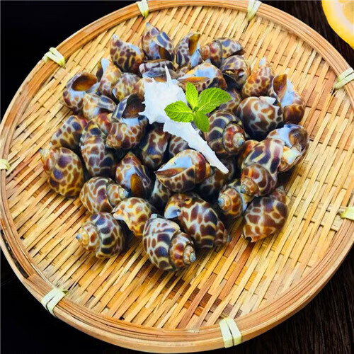 鲜冻冷冻海螺香螺小海螺东风螺新鲜海鲜水产贝类冰鲜 3斤【图片 价格