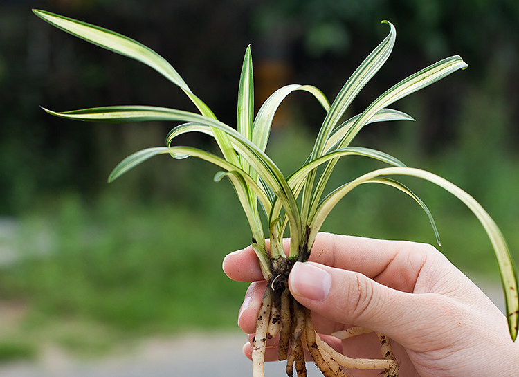 精品金边矮种线艺浓香兰花苗 金元宝 建兰四季兰迷你花卉绿植盆栽