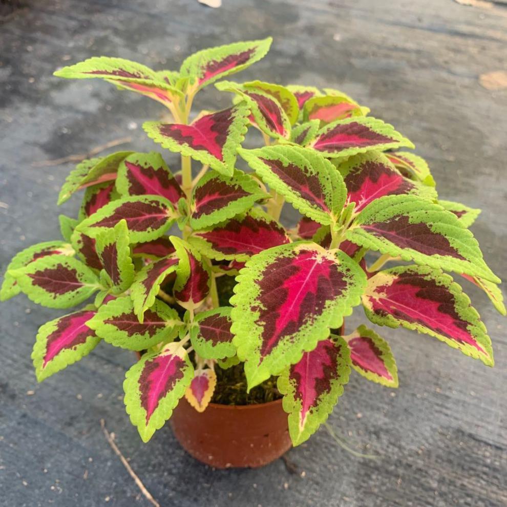 物鲜仙子 彩叶草盆栽花卉五彩苏观叶植物室内阳台庭院清心草办公室好