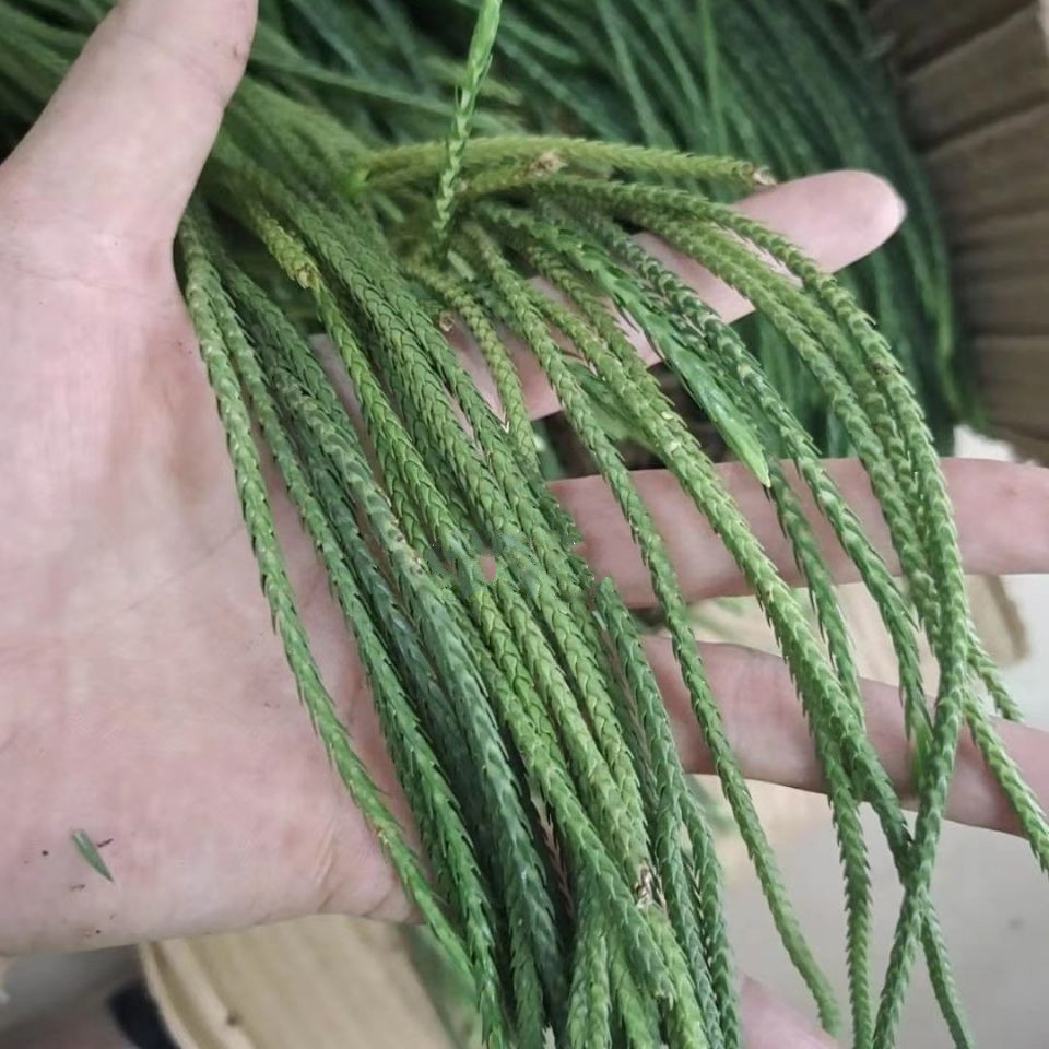 伟博中药材马尾千金草 马尾伸筋草 飞龙伸筋草 中叶鲜货 100克【图片