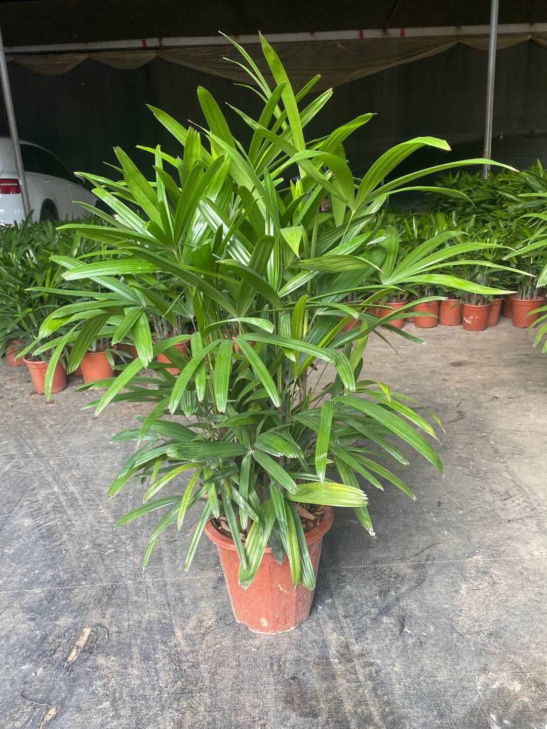 【送货上门】大叶棕竹盆栽中大型室内外观叶植物客厅卧室办公室除甲醛