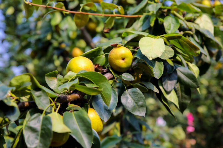 春耕牛脆甜苏州树山翠冠梨 树山梨 脆冠梨 梨子 新鲜水果 10斤【图片