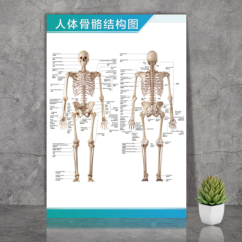 人体照片有骨骼有器官图片