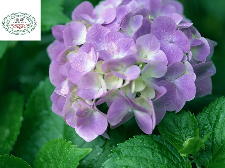 繡球花種子 盆栽花卉種子幸運花八仙繡球花種子變色花多色發芽率 紅色