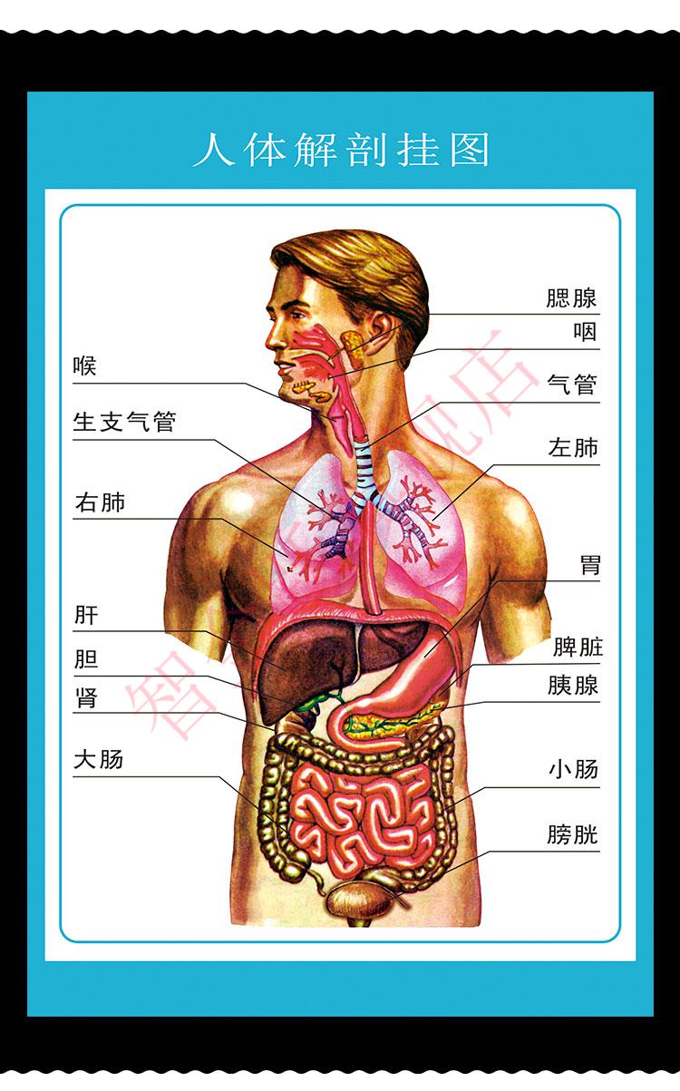 解剖示意图医学宣传挂图器官心脏结构挂图画医院海报 乳房剖面解析图
