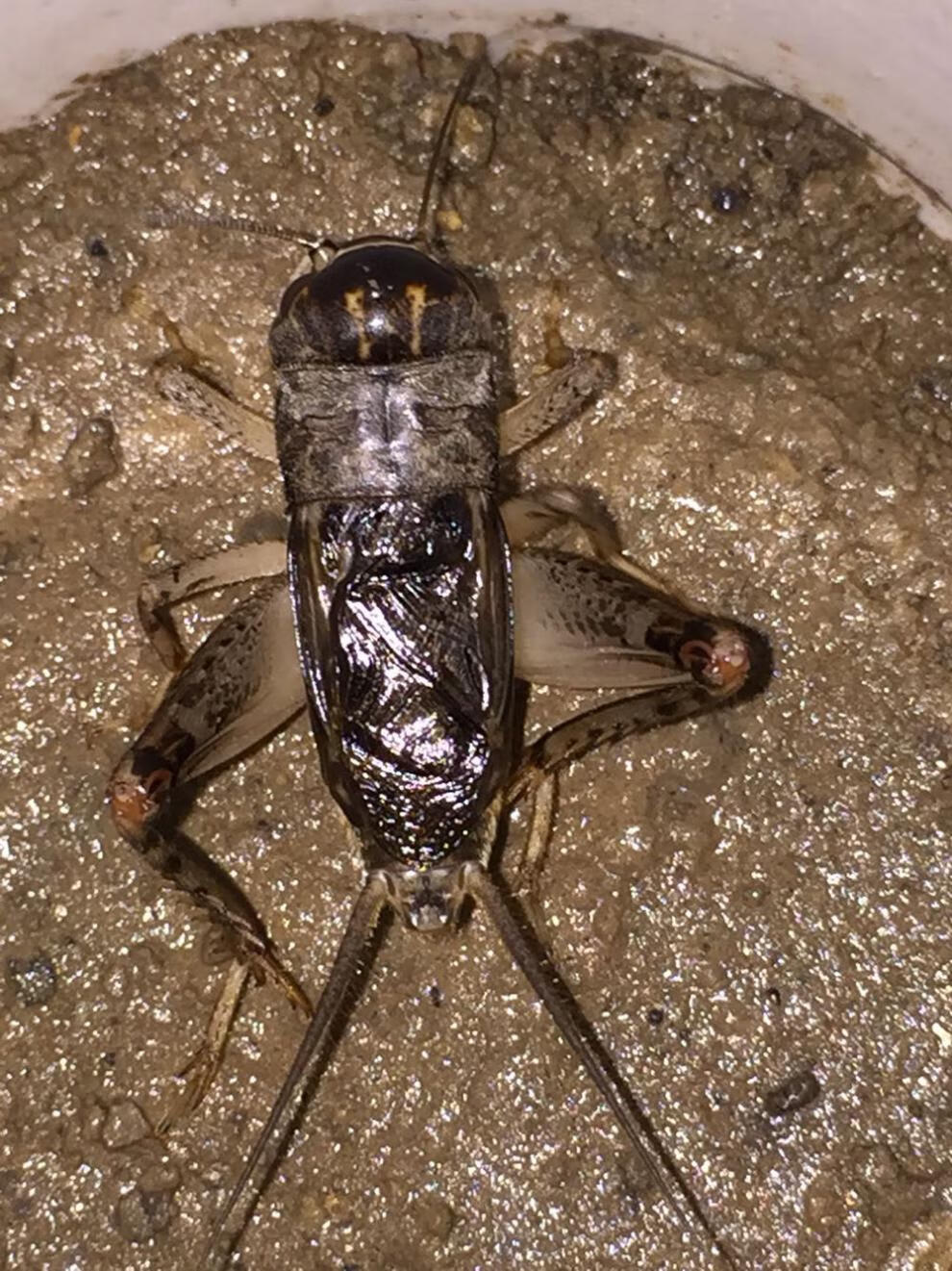 野生蟋蟀泰安山东宁阳地白蛐蛐蟋蟀斗性好活体牙大5-8厘重斗鸣虫 斗地