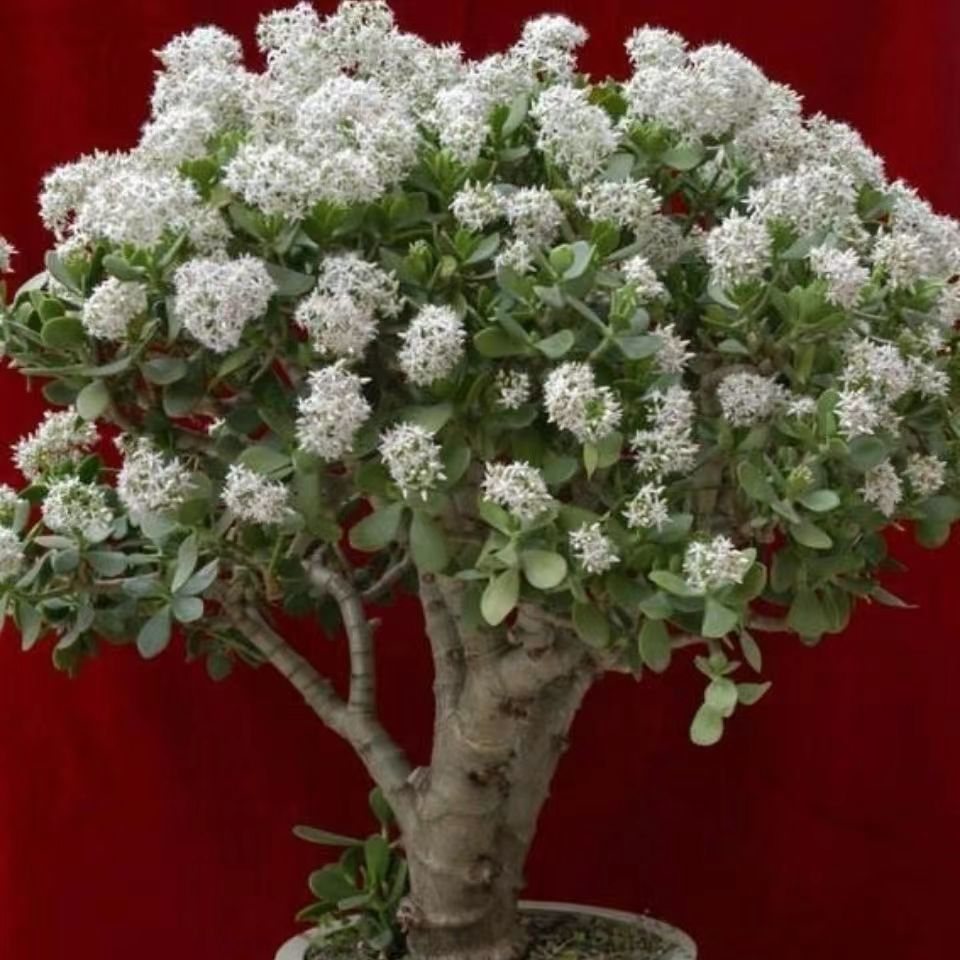 玉树小苗盆栽大叶玉树耐旱办公室内阳台客厅好养多肉植物燕子掌 朵芮