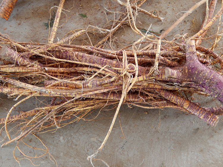 2022年新货切片 桑树根老桑头老桑树根切片 桑葚根 500克 1斤 0克 1斤