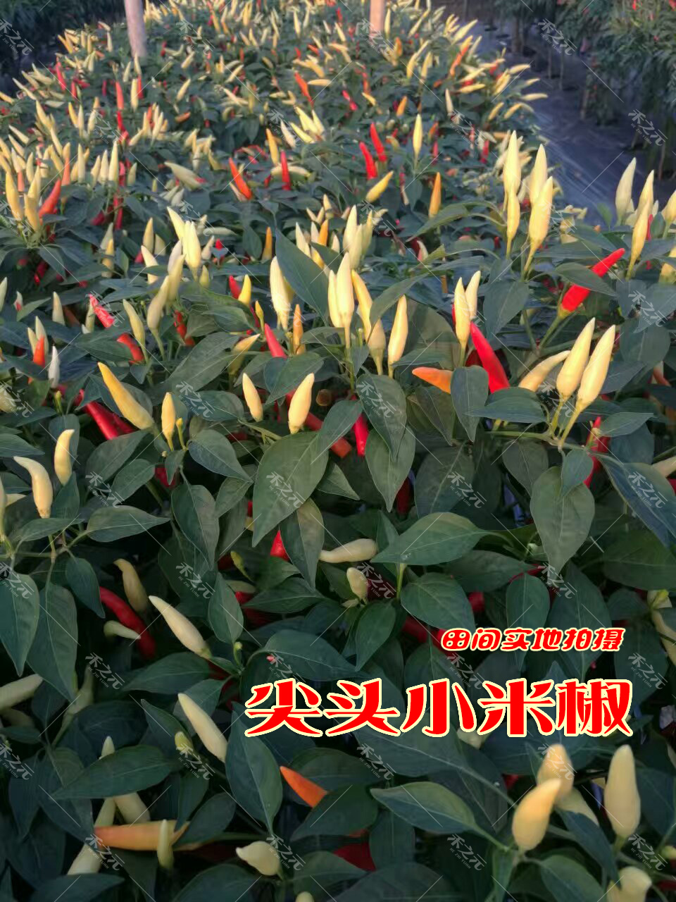 小米椒种子朝天椒辣椒籽超树四川春季秋四季五七彩盆栽 小米椒10苗y