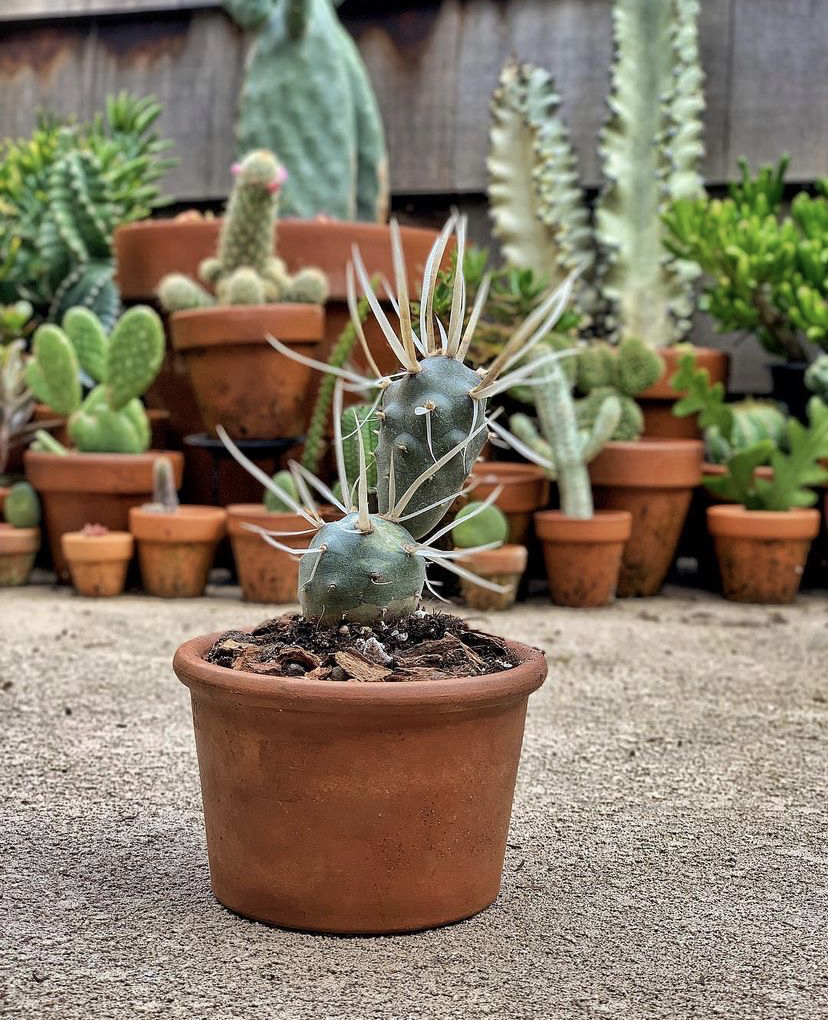 姜芮武藏野团扇开花自根仙人球仙人掌多肉植物盆栽块根植物绿植花卉 1